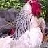 Free Range Chicken Farming Relaxing Chicken Video In Nature