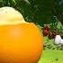 Grow Grow Grow Your Fruit MORE CoComelon Animal Time 1 Hour Of Animal Nursery Rhymes