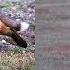 Amazing Video Shows Eagle Battling Fox For Rabbit In Mid Air