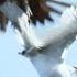 Sea Birds Battle In The Air For Fish Life BBC Earth