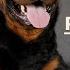 РОТВЕЙЛЕР Плюсы и минусы породы ROTTWEILER