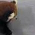 Last Year S Lulu Grew Up With Tangtang This Year S Nuanbaobao Grew Up With Tangtang The Red Panda