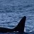 2 21 14 Orcas Killer Whales Gray Whales Risso S Dolphins Monterey