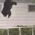 Bear Bounces Off Trampoline