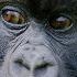 Gorillas Are Monkeys And So Are You You Can T Evolve Out Of A Clade