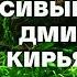 Красивый аквариум 240 литров Дмитрия Кирьянова Новая Рубрика