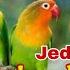 Masteran Love Bird Ngekek Panjang Jeda 1 2 Menit Rmbfchannel