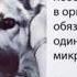 Правильный подход к оздоровлению от компании Нано Технолоджи Груп надежная защита от вирусов 1