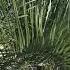 Palm Review Pindo Palm Butia Capitata