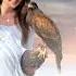 Tori The Owl Feat Lory Steig Auf