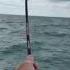 Huge Fish On Ugly Stick Gx2 Rod Amazing