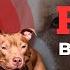 11 Popular Pitbull Bloodlines