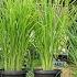 LEMONGRASS Growing Harvesting Storing And Using Lemongrass