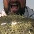 Rock Bass Smash How To Catch Rock Bass