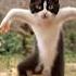 Cat Dancing To Happy By Pharrell Williams Cat Happy Dancing Music Shorts