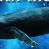 9 Hour Delta Waves Deep Sleep With Whales 432Hz Binaural Beats Theta State Frequency