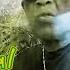 U Brown Linval Thompson Irie Ites Original Ganja Man Official Video