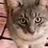 Family Discovers Cat Living Under Their Porch Watch What Happens Next The Dodo Cat Crazy