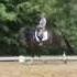 For Sale Lord Loxley Stallion Te Koop Hengst Van Lord Loxley