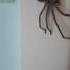 Huntsman Spider Australia