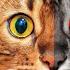 MUST KNOW Bengal Cat PROS And CONS