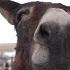 Elizabeth Horse Rescue In Dire Need Of Hay After November Snowstorm