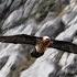 Le Gypaète Barbu Le Plus Grand Rapace D Europe Offre Un Magnifique Spectacle En Haute Montagne