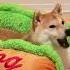 Hot Dog Dog Bed