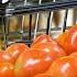 Why Your Tomatoes Are Tasteless Mechanical Harvesting