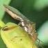 Texas Bowlegged Bug In The Rain Playa Del Carmen Mexico Insect Life Nature Tropical Wild Sound