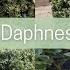 Daphne Varieties How To Care For Them The Greenery Garden Home