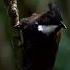 Australian Eastern Whipbird