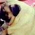 Mother Pug Dog Play With Her Puppies Many Puppies Playing Very Funny