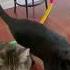 Cats Practice Circus Act With Rainbow Hula Hoop