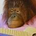 Animalia S Orangutan Rambo Is A Musical Genius ASMR