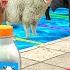 Mystery Pool Challenge With Cow Buffalo Goat Camel Sheep Don T Choose The Wrong Milk With Cow Video