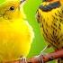 Relaxing Bird Sounds 4K Birds Singing Heal Stress Anxiety And Depression Heal The Mind