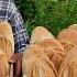 Baking Fresh Bread Traditional Recipe From Our Village Bread Loaves