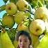 Bocil Buah Pir Pears Fruit Meme Lucu Healthyfruits Viral Pear Trend