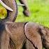 Elephant Moms Carry The Wisdom Of Generations IN OUR NATURE