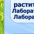 Тема 5 Клеточное строение живых организмов Строение растительной клетки Лабораторная работа 4 5