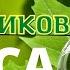 В ДЕНЬ РАБОТНИКОВ ЛЕСА красивые поздравления и пожелания С ДНЕМ работника леса