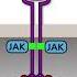 The JAK STAT Pathway