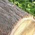 Mulberry Wooden Barrel DIY How To Make A Wooden Barrel DIY