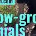 My Favorite Low Growing Perennials Flowers For Garden Borders Perennial Garden