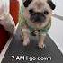 A VERY Busy Morning In Loulou S Life Song By The Holderness Fam Pug Dog Shorts