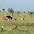 Pride Of Lions Hunting A Buffalo Masaai Mara Africa Kenya