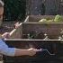 Transplanting Lilies Dividing Geums Moving Hydrangeas In A Drought Staining Raised Beds