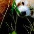 Relaxation Music Red Panda