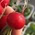 March Harvest Highlights Calabrese Romanesco Radish Spinach Onions